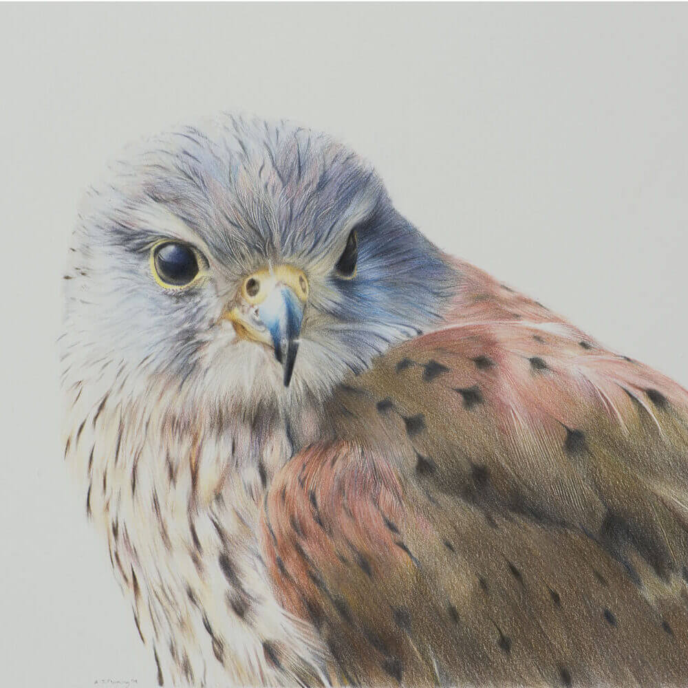 European Kestrel - Alex Fleming Art